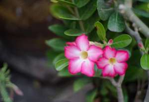 玫瑰花树怎么种植方法(旱不死的花，10天不浇一滴水，照样开花香喷喷)