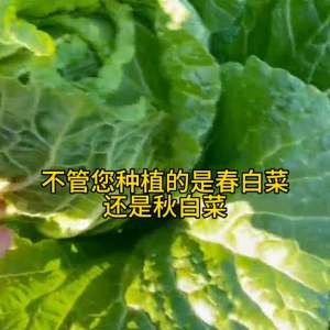 大白菜种植技术视频(用上它白菜不生病害 包心紧实产量高#蔬菜种植)
