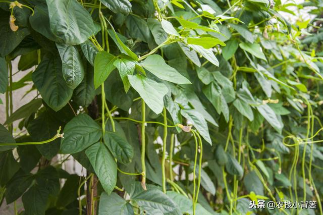 春季种植豆角做到这五点，苗株健壮、开花结荚多，持续采摘能高产