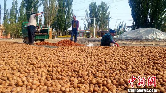 新疆库车县发展核桃种植、民宿游助力村民增收致富