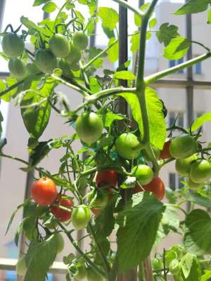 小番茄几月份种植(盆栽水果小番茄养殖方法和注意事项)
