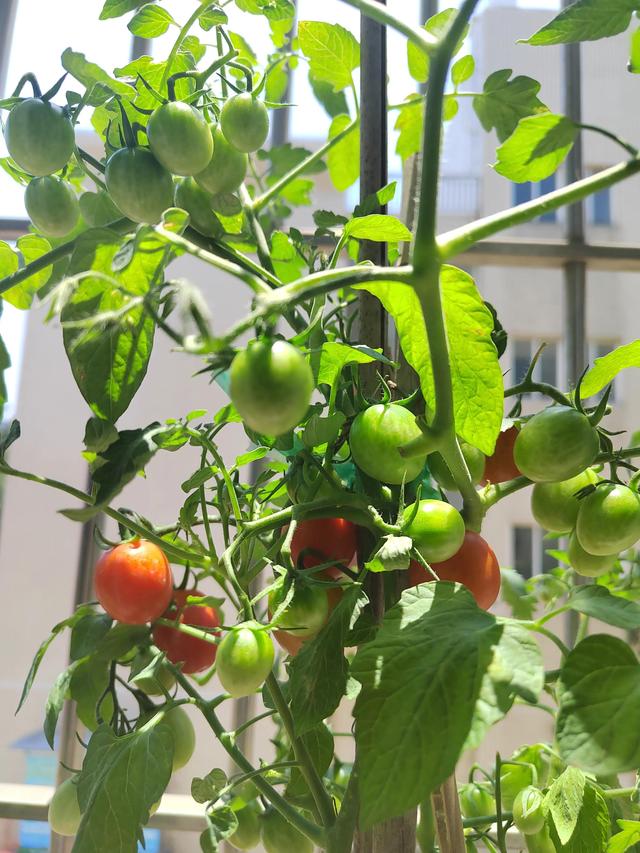 盆栽水果小番茄养殖方法和注意事项