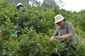 蓝莓苗种植与管理(蓝莓苗栽培关键技术，做好育苗工作，加强管理措施，提高座果率)