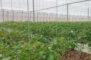家庭如何种植西红柿(无土栽培番茄，如何建造水培种植槽？学会了，省钱效果好)
