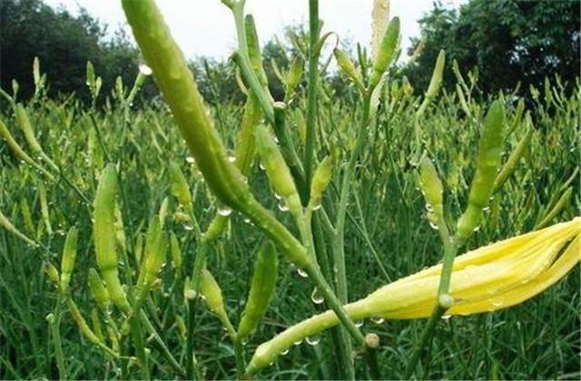 以安乡县为例，农户掌握黄花菜栽培技术，黄花菜高产量不用愁