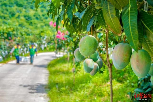 中国芒果产业发展年度报告：国内形成8大产区，攀枝花发布5个新品种