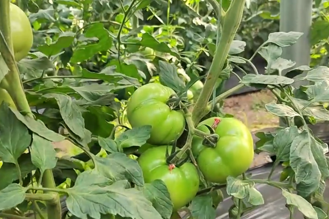 番茄摘叶过多并不好，掌握正确的方法，促进果实膨大口感好