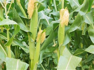 胶州里岔镇：订单种植，“黄金米”助农增收