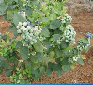 家庭如何种植蓝莓(蓝莓那么好吃，自己种几棵蓝莓树，养护简单，结果颇多)
