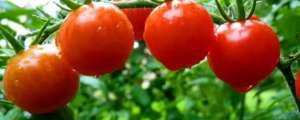 种植小番茄(自己在家怎么种西红柿)