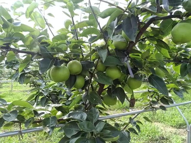 种植技术——梨树怎么种植方法，圆柱形梨树的栽培技术
