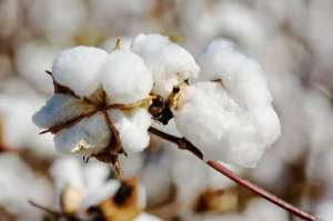 长绒棉种植条件(长绒棉，一种历史悠久且“性能”优越的棉花品种)