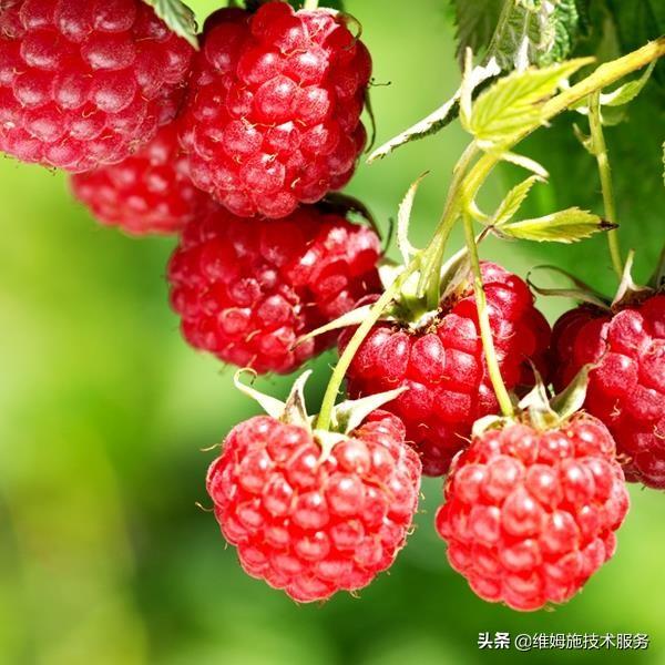 树莓种植和管理方法