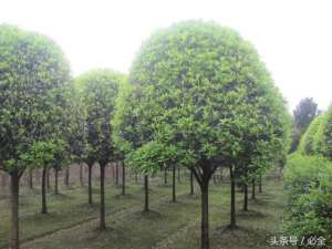 种植绿化苗木(园林绿化苗木养护措施及管理要点)