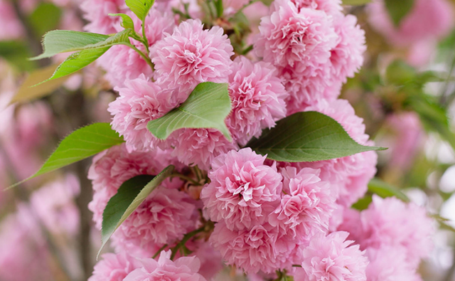 春天想要在家赏花，试试盆栽一棵樱花，养护简单，开花又仙又美