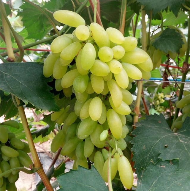 操作简便单、有效增大葡萄果 粒、提高葡萄产量低和好果率的金手指葡萄栽培的方法