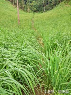 旱稻子的种植方法(北