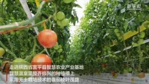 立体种植蔬菜大棚(新华全媒+｜番茄立体栽培 来看智慧温室里的“黑科技”)