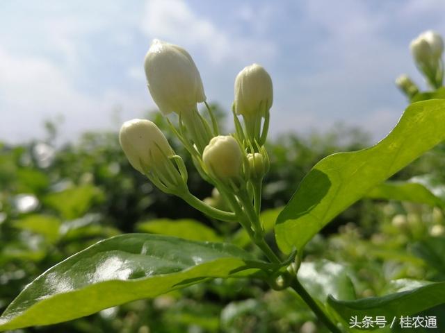 广西有个全球最大的茉莉花和茉莉花茶生产加工基地县叫横县