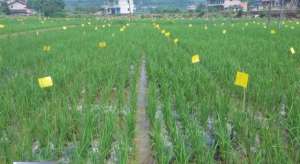 有机水稻种植方案(大竹：“覆膜田”成了有机水稻增产“法宝”)