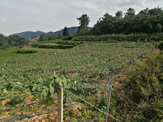 订单种植瓜蒌 京山千亩荒坡喜变“绿色银行”