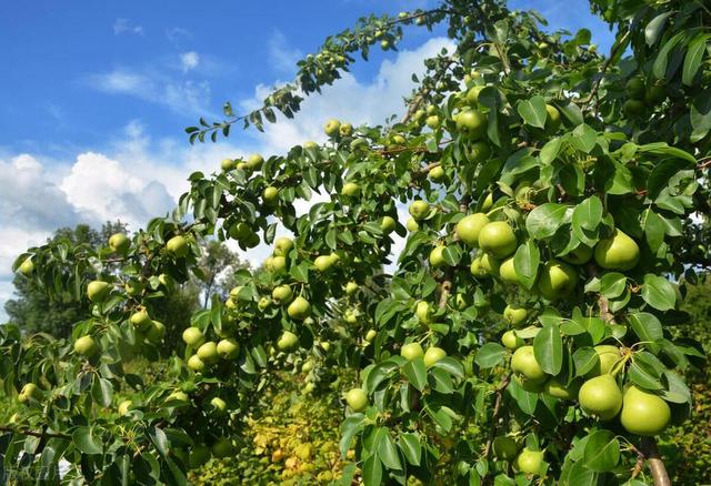 种植技术——梨树怎么种植方法，圆柱形梨树的栽培技术