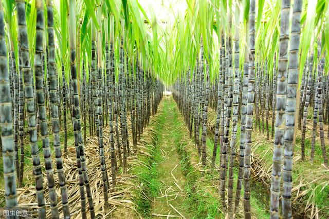 以河池市为例，良种甘蔗高产栽培技术，学会收益翻番