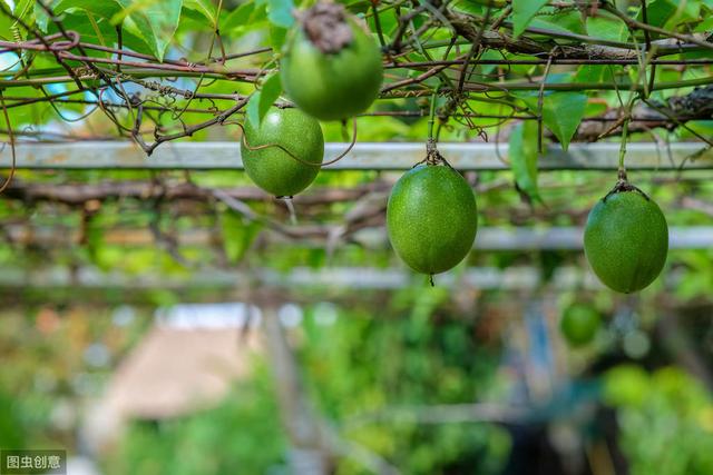近两年种植火热的果树，又叫“西番莲”，如何种植可以提高产量？