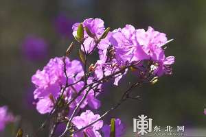适合东北种植的杜鹃花(初夏最美是小满 兴安杜鹃映山红)