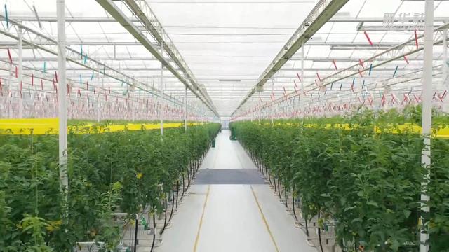 新华全媒+｜番茄立体栽培 来看智慧温室里的“黑科技”