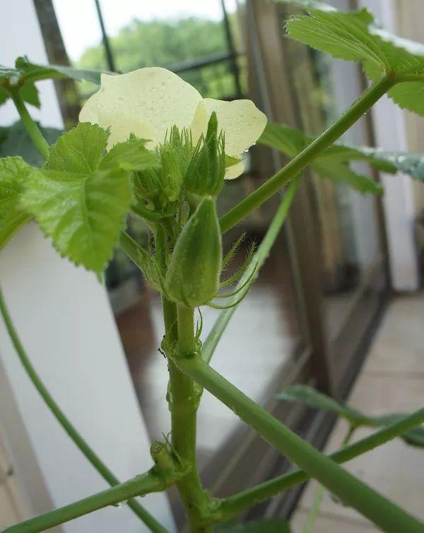 想再去阳台上种秋葵，5分钟看懂秋葵的基本种植方法