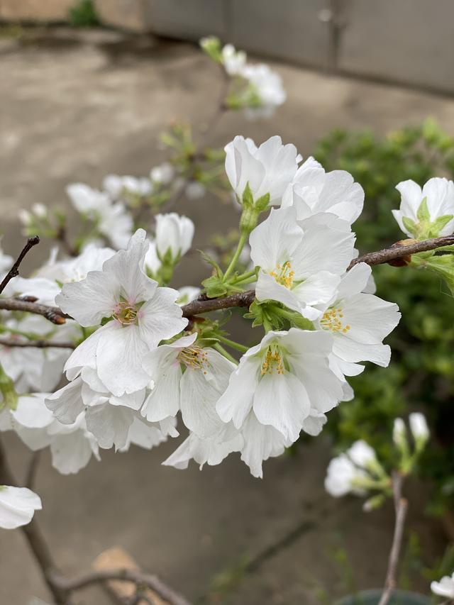 春天想要在家赏花，试试盆栽一棵樱花，养护简单，开花又仙又美