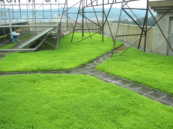 近期比较流行的佛甲草屋顶绿化原来是这样做的