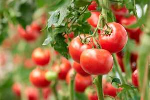 晚秋番茄种植技术(番茄品种众多，如何选一个好品种？按照这四点来，看您选对了吗？)