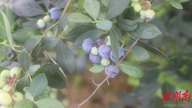 道县：“北果南植”蓝莓飘香
