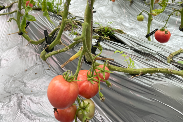 番茄摘叶过多并不好，掌握正确的方法，促进果实膨大口感好