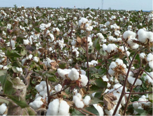 长绒棉，一种历史悠久且“性能”优越的棉花品种
