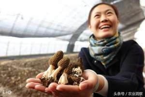 吉林人工种植羊肚菌(每斤90元的羊肚菌，种植管理要注意这7点一定会卖个好价钱)