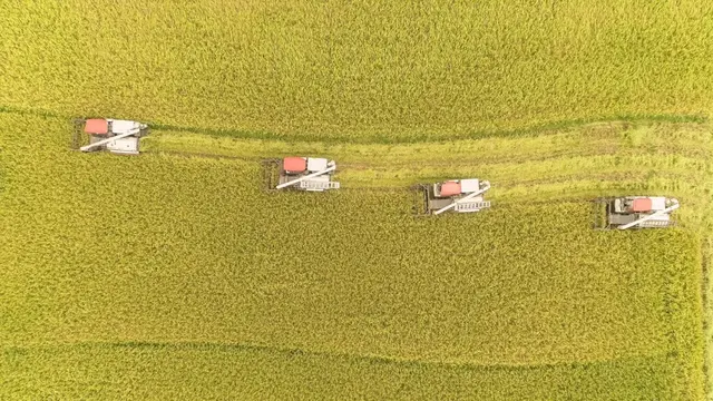 优质水稻种植(12316农技｜水稻栽培和管理技术有哪些？这里有干货)