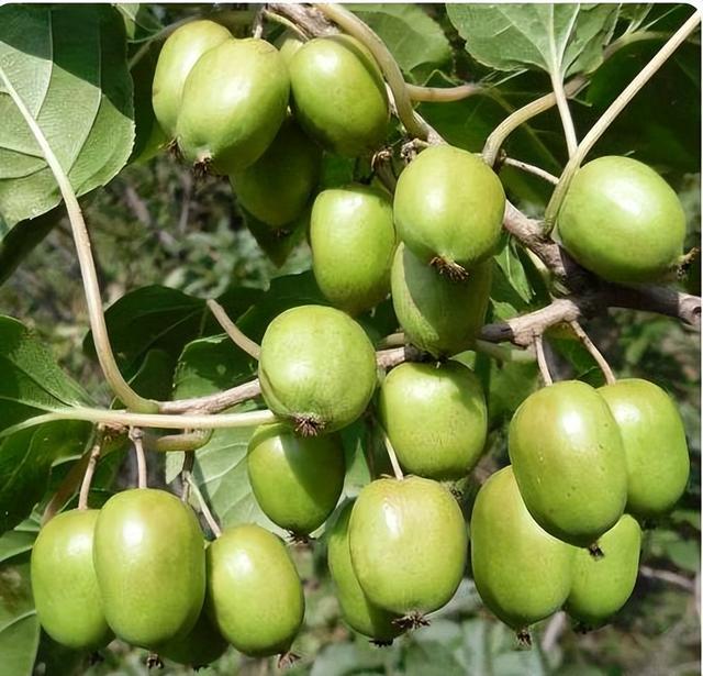 院里种点软枣猕猴桃果树，产量高，种植简单，自己吃或送亲友均可