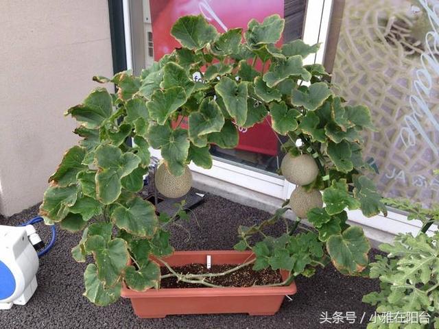 阳台种盆栽水果，学会这一招，你也可以在家种出香甜可口的哈密瓜