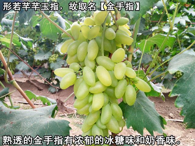 操作简便单、有效增大葡萄果 粒、提高葡萄产量低和好果率的金手指葡萄栽培的方法