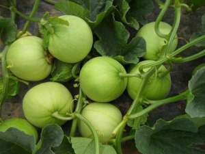 大棚香瓜的种植技术(大棚甜瓜怎样种植？)