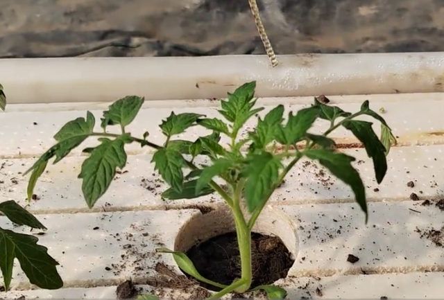 番茄高产种植技巧，采用半水培方式，产量高，还能省人工