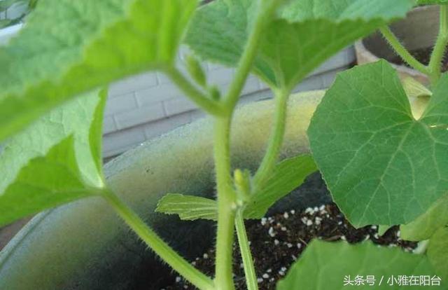 阳台种盆栽水果，学会这一招，你也可以在家种出香甜可口的哈密瓜