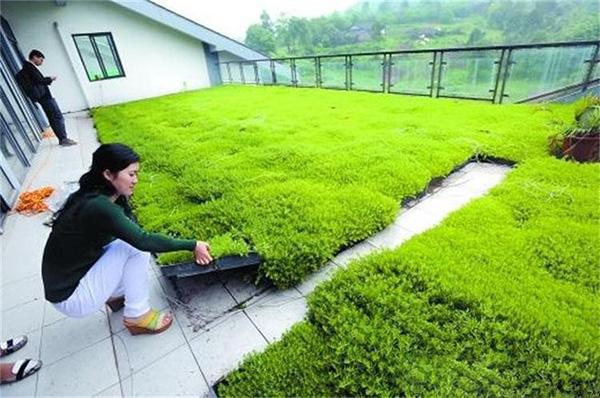 近期比较流行的佛甲草屋顶绿化原来是这样做的