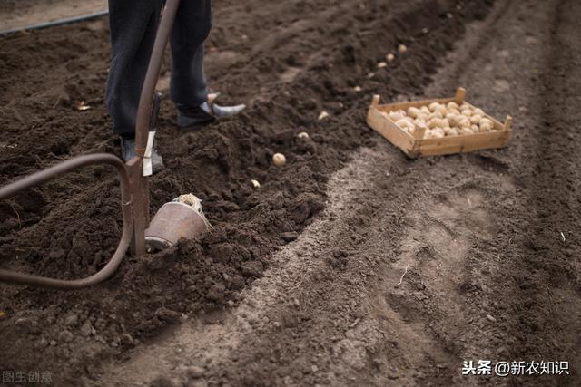 马铃薯早春地膜覆盖栽培技术，种植方法既简单又方便，高产又增收
