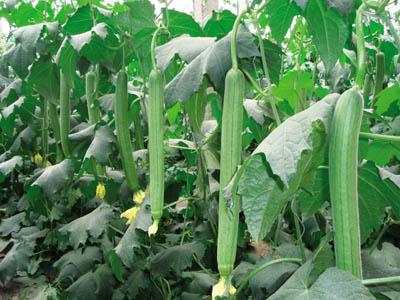 丝瓜的种植技术与管理
