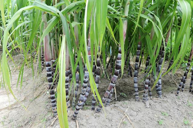 甘蔗种植技巧和预防病虫害要记牢，种出来的甘蔗产量高