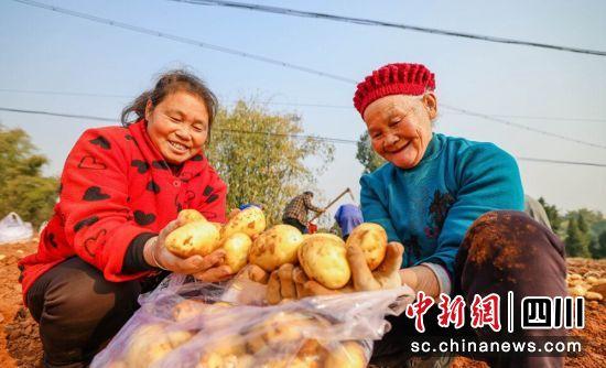 自贡贡井：“花生-土豆”轮作模式在全市推广